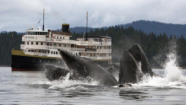 The Safari Legacy Alaska cruise ship seen behind a pod of feeding humpback whales.