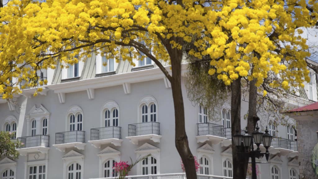 Bright yellow trees and pink flowers around the exterior of Central Hotel Panama in Panama City