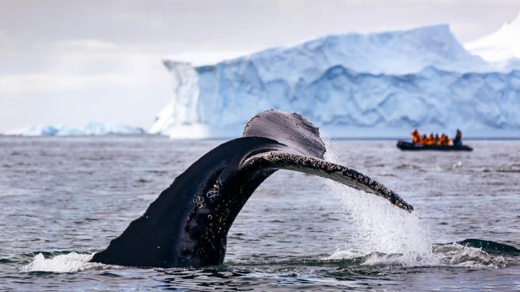 Large whale tail coming out of water with zodiac and Antarctica icebergs behind it