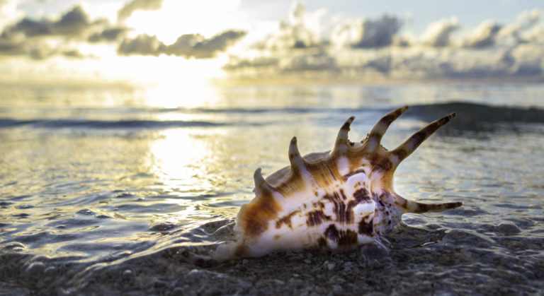 a pristine sea shell in the foreground with the ocean of cape york and arnhem land australia at sunset in the background
