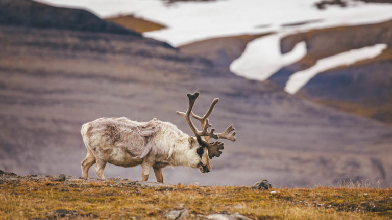 lone arctic reindeer grazing on the tundra with snowy mountains behind it
