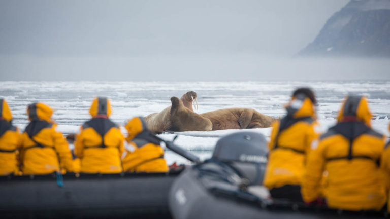 people in yellow jackets sit in inflatable rafts to view a group of walruses laying on sea ice beyond them on a cloudy day in the arctic