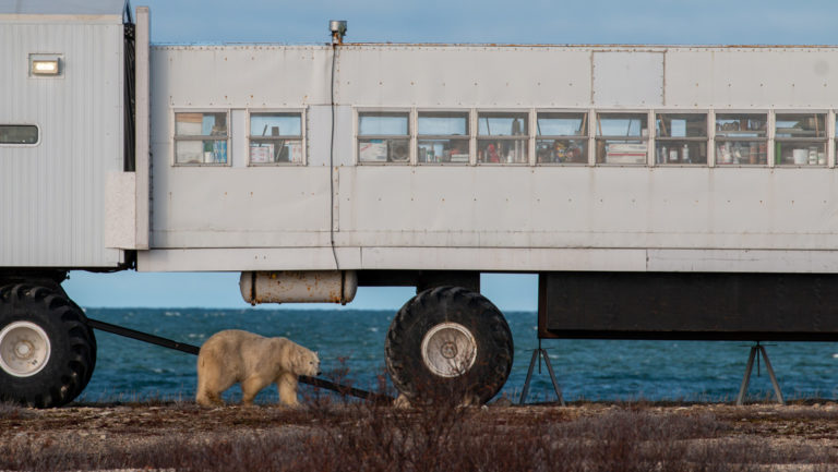 Close up of a polar bear underneath the raised Tundra Lodge with Hudson Bay behind.
