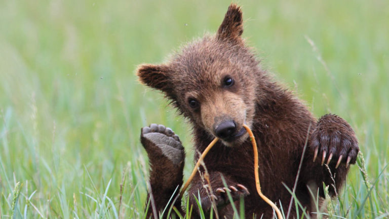 Grizzly bear cub laying in the green grass and playing with a tree limb in it's mouth.