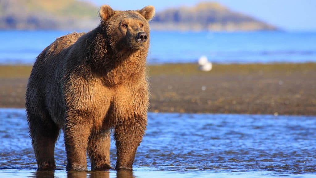 Coastal grizzly brown bear standing by the water at hallo flats alaska