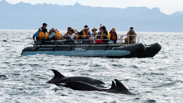 Baja's Bounty Cruise | Baja Whale Cruise - AdventureSmith