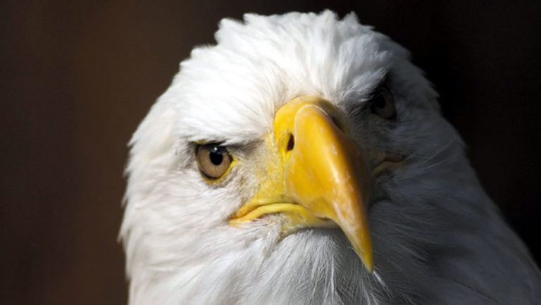 Close up of a bald eagle's head, taken at the Sitka Raptor Center in Alaska