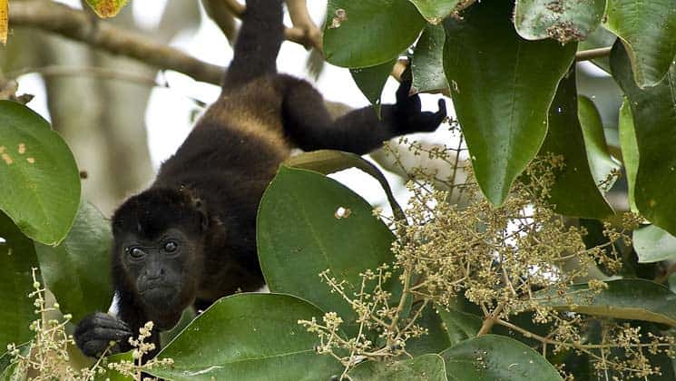 a howler monkey hangs from a tree with large green leaves around it on the Panama Discovery land tour