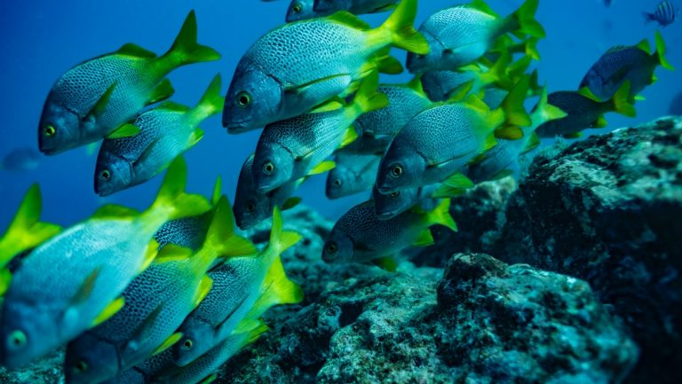 Blue, yellow & turquoise fish seen snorkelling at the coast of San Cristobal island, Galapagos, on a Santa Cruz II cruise.
