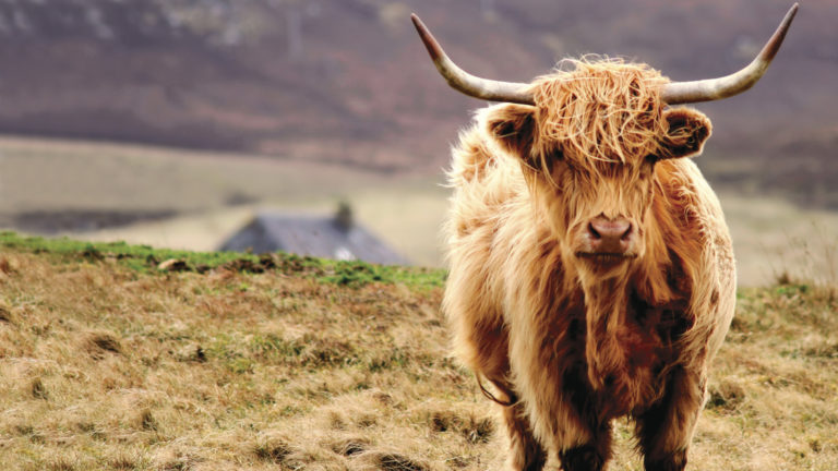 Scottish highlander cattle with long horns and a long orange brown wooly coat