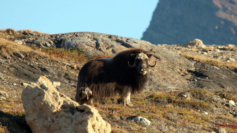 lone musk ox in spitsbergen standing on dry arctic tundra with sunny skies above