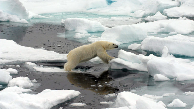 polar bear jumping from one piece of sea ice to another, with dark arctic water below
