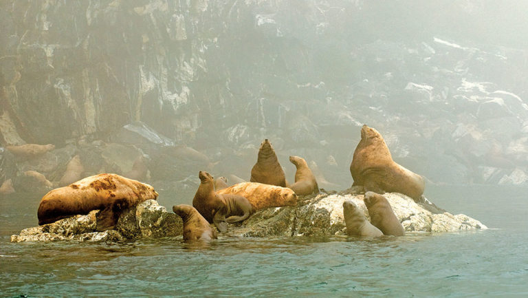 Group of stellar sea lions hanging out on rocks in Alaska.