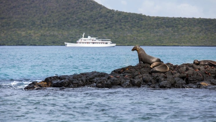 The white yacht that hosts passengers on the Grace Galapagos cruise navigates through an inlet in the ocean, while a sea lion perched on a rock lifts its head.