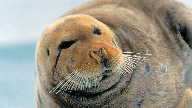 A close-up portrait of a bearded seal with whiskers, on the national geographic voyage to the northeast passage