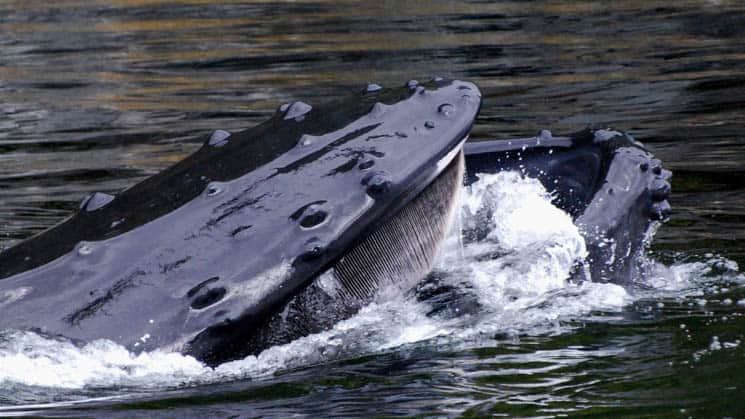 alaska humpback whale sticks its head out of still water