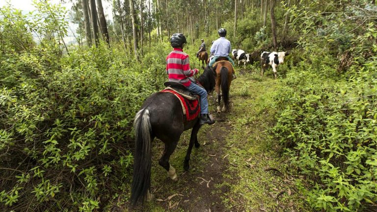 A group wearing helmets horseback ride through lush landscape of Ecuador's sierra mountains, following a trail, they pass by black and white cattle.