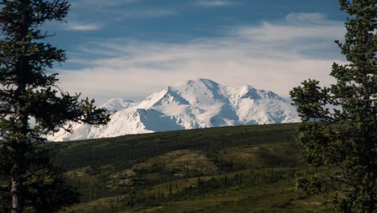 A perfect view of the white snowy Denali seen from Camp Denali and North Face Lodge, infront of the mountain range is a green hilside framed by green pine trees
