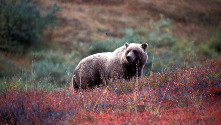 brown bear looking up through the red shrubs on the hillside in denali national park in alaska