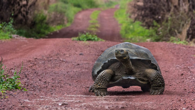 galapagos tortoise standing on a pink road looking to the side with green foliage behind it