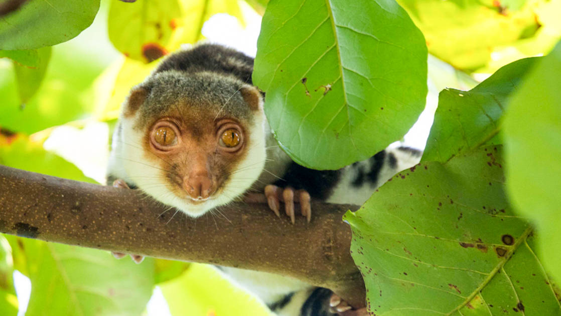 a sulawesi tarsier stares from a branch surrounded by large green leaves in indonesia