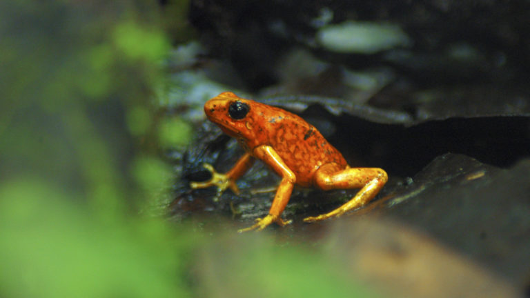 red and orange frog sitting on a rock in the jungle in ecuador