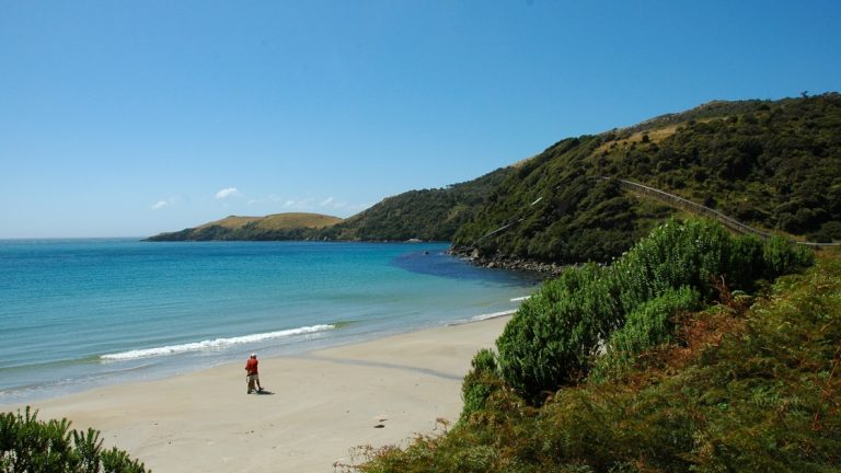 Person walking along the white sand beach next to the turquoise ocean water and the green cliffs on a shore excursion in New Zealand.