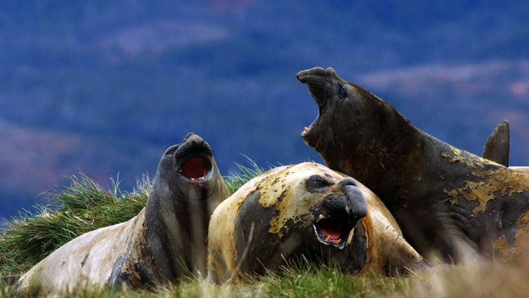 group of black and brown patagonia elephant seals fight with their mouths open with fangs showing