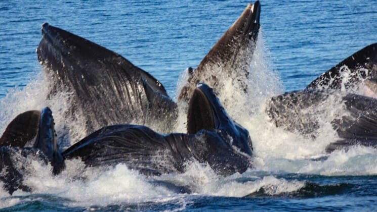 humpback whales bubblenet feeding on a sunny day in alaska
