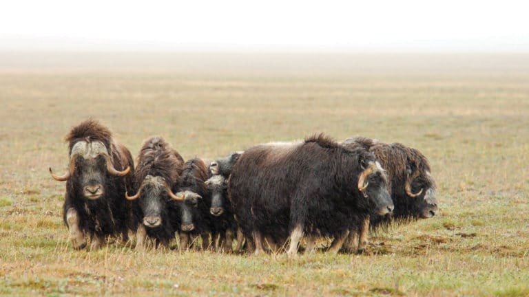 dark brown Muskox with curved horns. The family of musk oxen peacefully grazes on Wrangel Island in July. Mighty wild beasts. Overcast. Wrangel Island. Arctic. Arctic Ocean. The Chukchi Sea. Chukotka. Russian Far East.