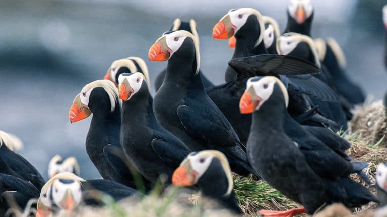 a tufted puffin colony,, black bodys with white heads and bright orange beaks, seen on Commander Islands
