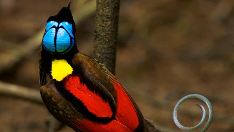A brightly-colored in blue, yellow and red Wilson's Bird of Paradise during its mating dance as seen on the Sailing Indonesia: The Spice Islands voyage.