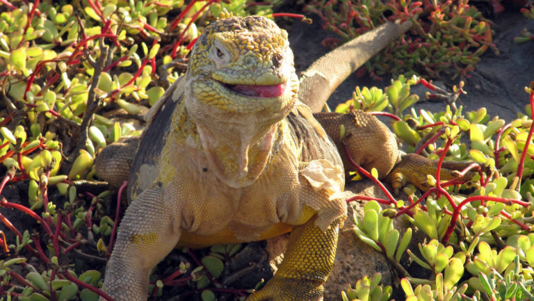 an iguana lifts its head to reveal its eyes and slightly opens its mouth from the bushes at the Galapagos islands
