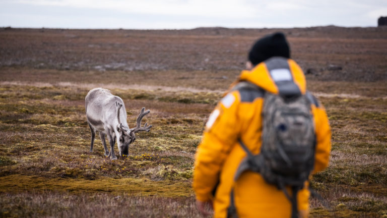 Guest looking at an arctic reindeer in Svalbard