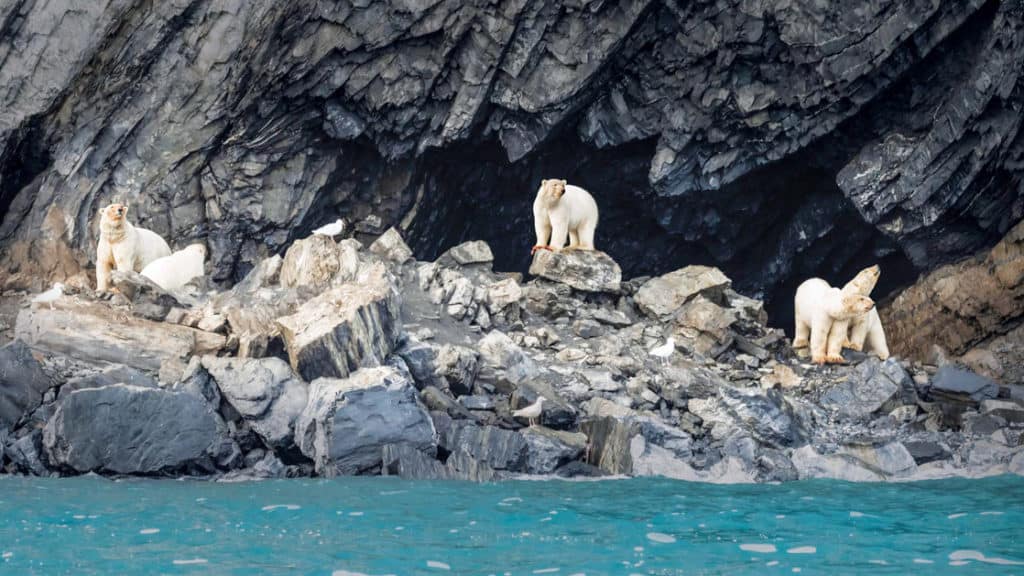 four polar bears stand on rocks on the coastline of the teal sea seen on the across the bering sea cruise