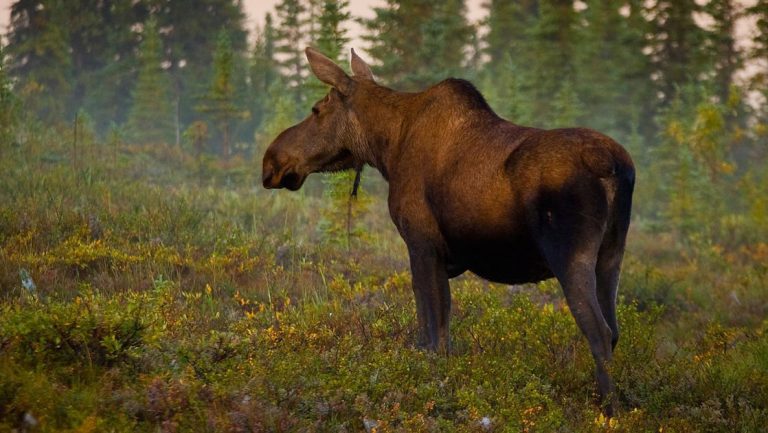 Brown moose stands atop green, red & brown tundra in Denali National Park, seen on the Alaska Coast to Denali Journey.