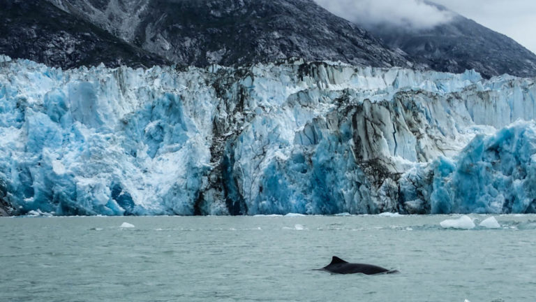 Whale coming to the surface with Alaska glacier in the background.