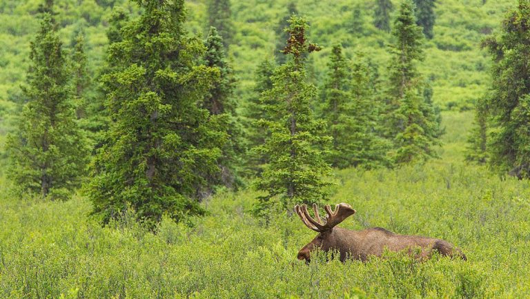 Light brown moose walks through very tall green grass amongst fir trees in Denali National Park on the AK Grand Adventure.