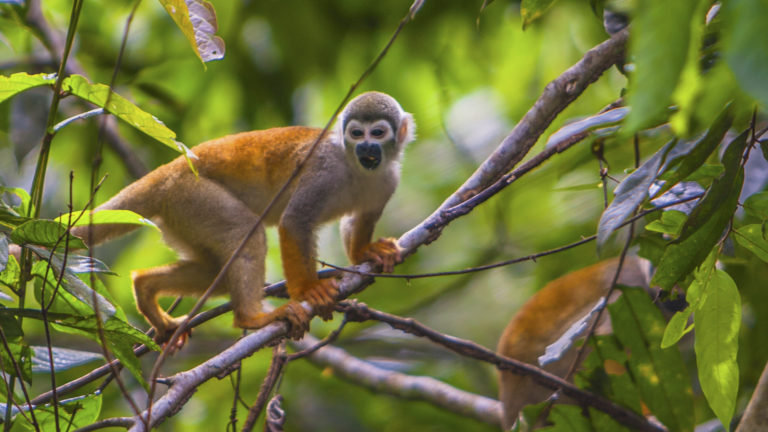 Monkey in a tree in the ecuadorian jungle