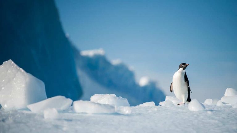 Solo penguin in an ice field with blue skies in Antarctica