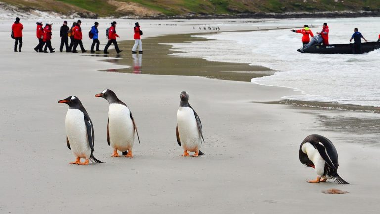 Expedition guests in red parkas walking on a sandy beach to their zodiac to return to their small cruise ship, with 4 penguins nearby.