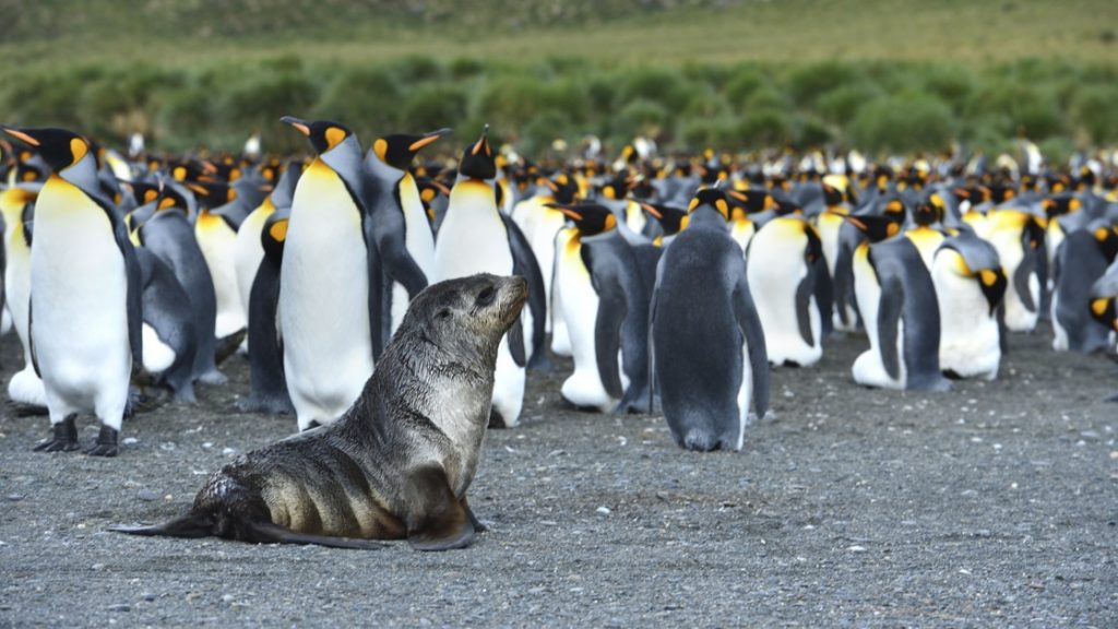 A baby fur seal on the beach with King penguins behind on the Salibury Plane.