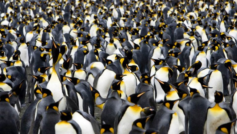 A colony of king penguins takes up the entire frame of the photo, as seen on an expedition to antarctica.