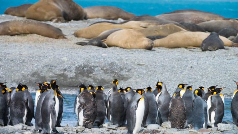 King penguins march while elephant seals sleep in the background, as seen on an expedition to antarctica