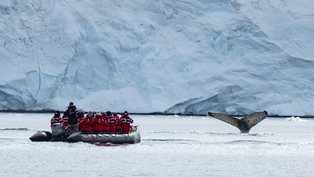 Antarctica travelers spot a whale fluke while on a Zodiac cruise by the coast.
