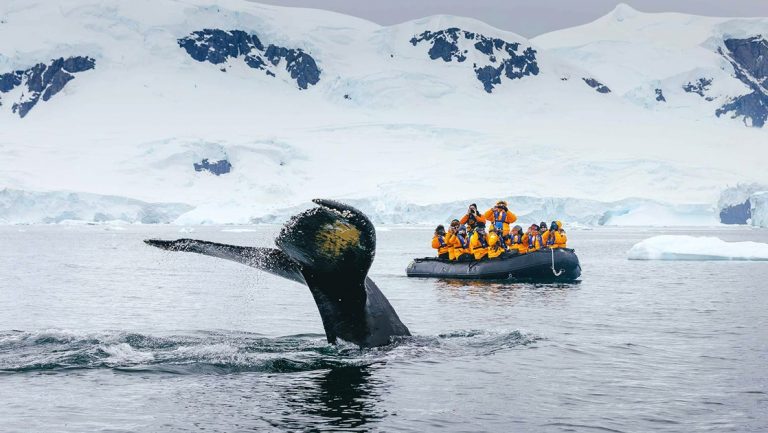 In Antarctica a whale tale breaches the surface of the water in front of travelers watching from an inflatable skiff wearing yellow parkas.