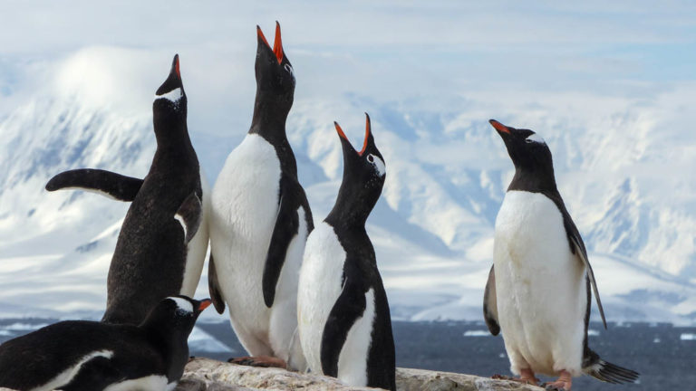 group of gentoo penguins with their beaks in the air in front of snowy mountains in antarctica