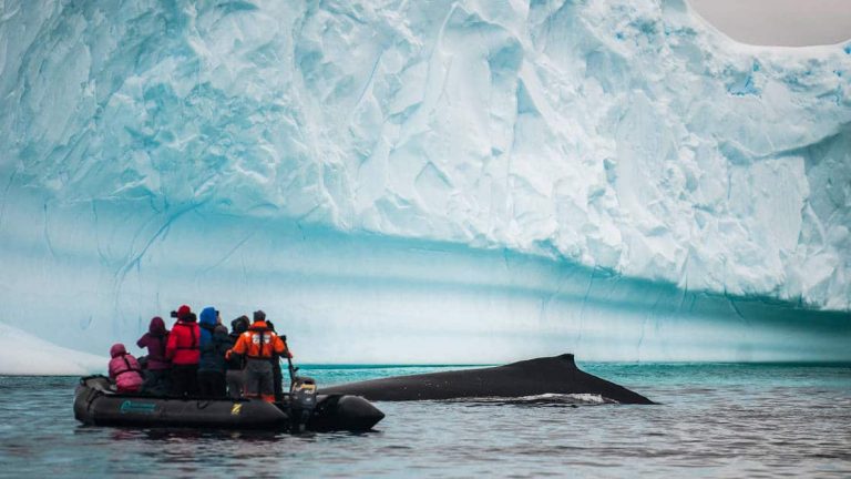 Guests on a zodiac near an iceberg in the Polar circle viewing a whale breaching the surface