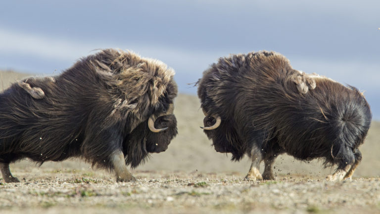 Two muskoxen rutting on the tundra in Canada's high Arctic