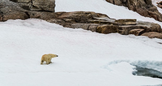 A polar bear walking on a snowy shoreline in the Arctic